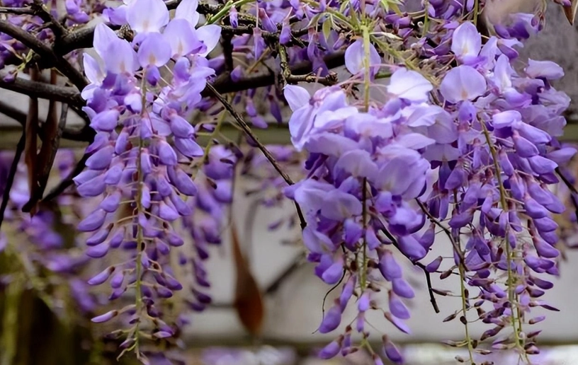 台灣紫藤花景點
