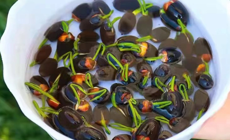 波斯菊種子泡水時間 波斯菊種子泡水時間