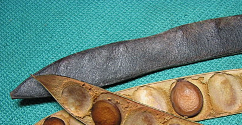 洋紫荊種子種植