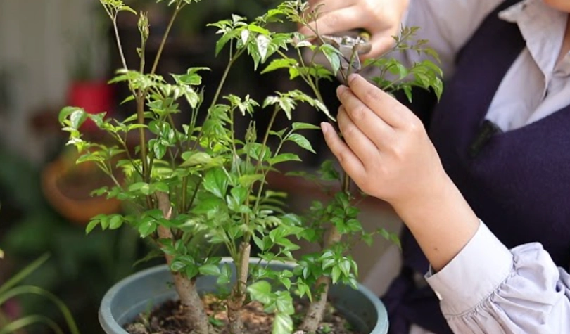 羽葉福祿桐修剪方法 羽葉福祿桐修剪方法