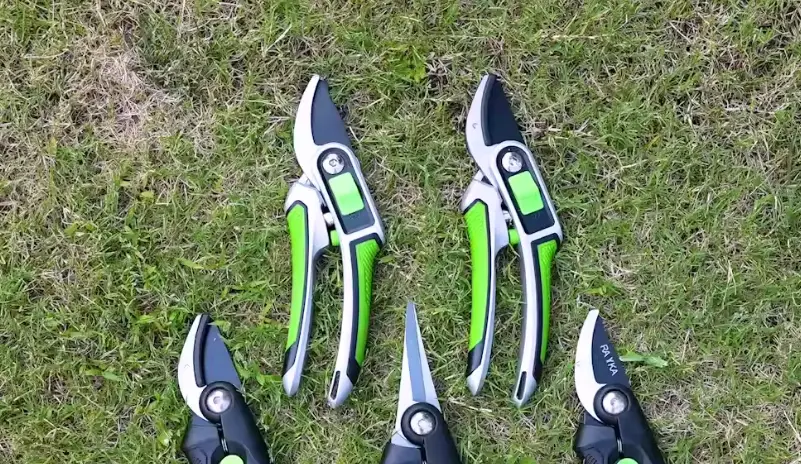 福祿桐造型技巧 福祿桐造型技巧