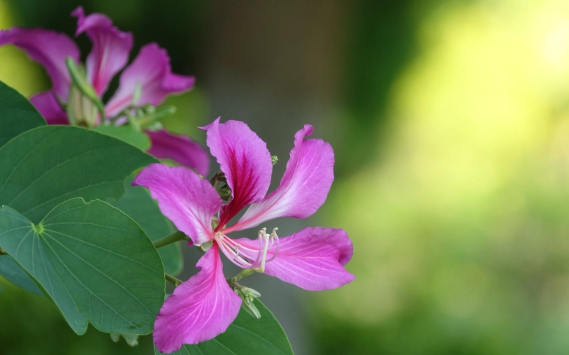 洋紫荊 種植 條件