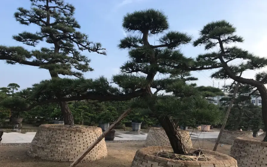 黑松病害 黑松病害