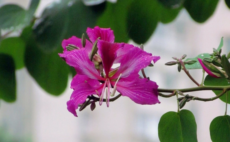 洋紫荊 照顧 方法