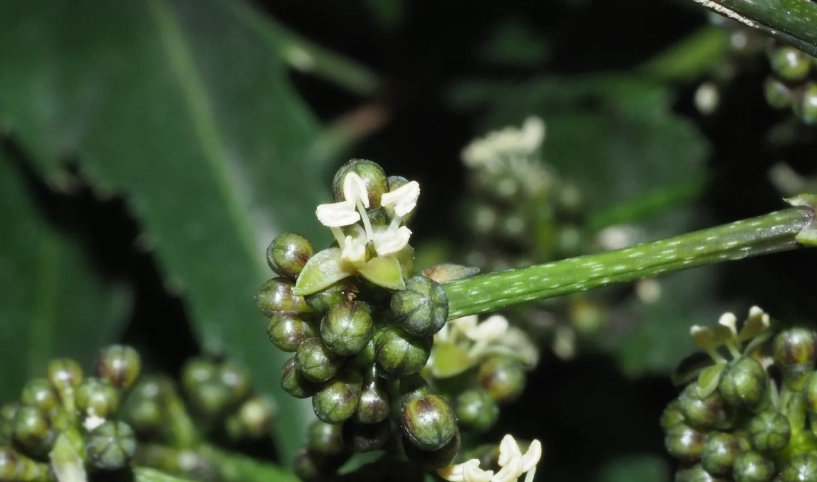 福祿桐開花原因揭秘：從環境到照顧，讓你家的財富樹綻放花朵