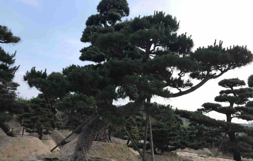 松樹照顧 松樹照顧