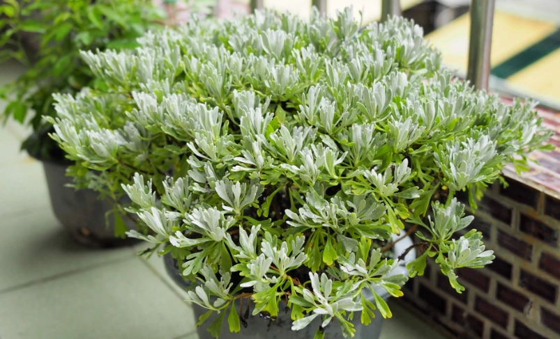 芙蓉草照顧 芙蓉草照顧