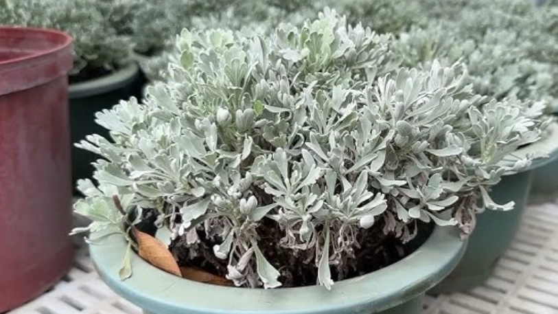 芙蓉草盆栽 芙蓉草盆栽