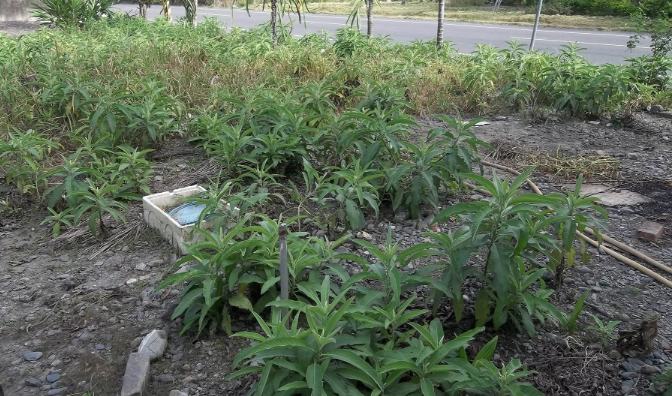 大風草功效 大風草功效