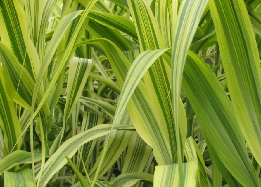 斑葉葫蘆竹 種植