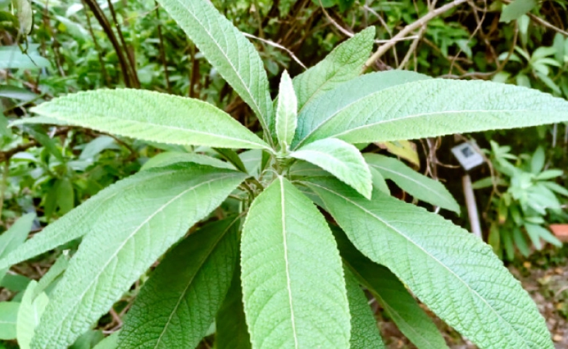 大風草艾草使用方法