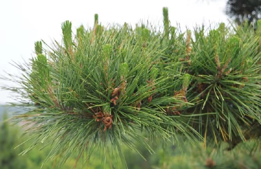 植物光照不足解決 植物光照不足解決