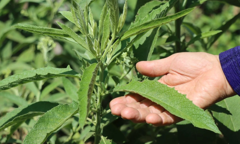 大風草艾草功效