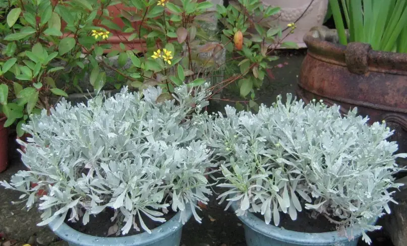 芙蓉草盆栽 芙蓉草盆栽