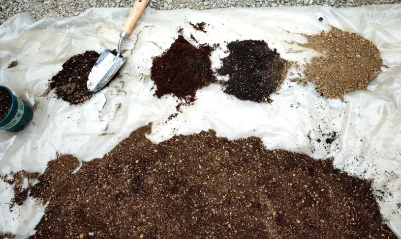 洋紫荊種植方法