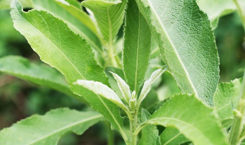 大風草艾草功效