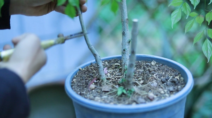 羽葉福祿桐修剪方法 羽葉福祿桐修剪方法