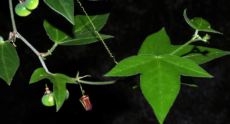 西番蓮栽培 西番蓮栽培