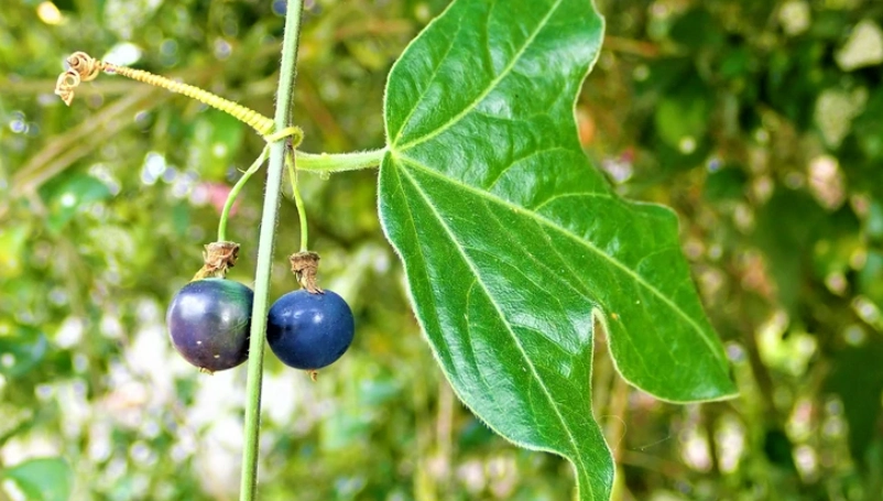 台灣特有植物 台灣特有植物