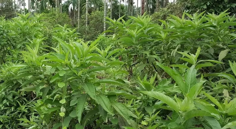 大風草功效 大風草功效