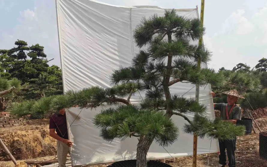 黑松種子發芽方法 黑松種子發芽方法