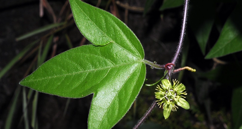 台灣特有植物 台灣特有植物