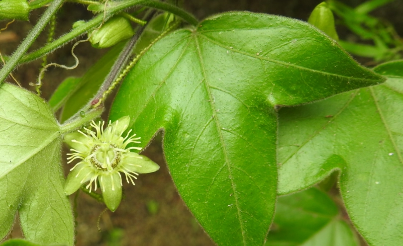 台灣特有植物 台灣特有植物
