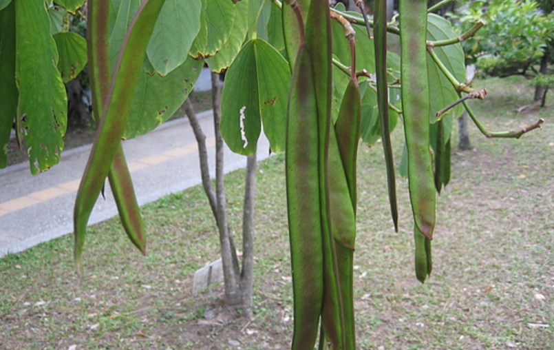 豆荚植物