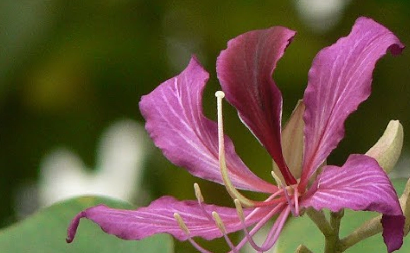 洋紫荊 種植 條件