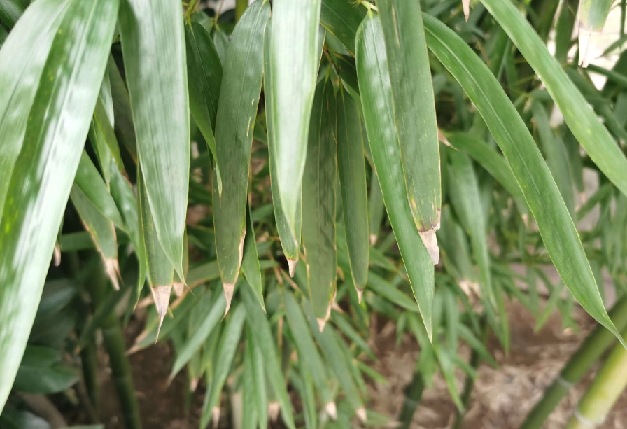 斑葉葫蘆竹 觀賞