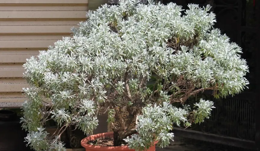 芙蓉草照顧 芙蓉草照顧