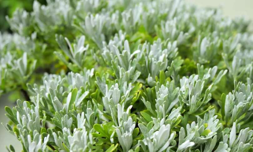 芙蓉草照顧 芙蓉草照顧