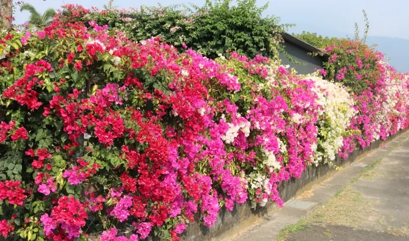 九重葛修剪方法