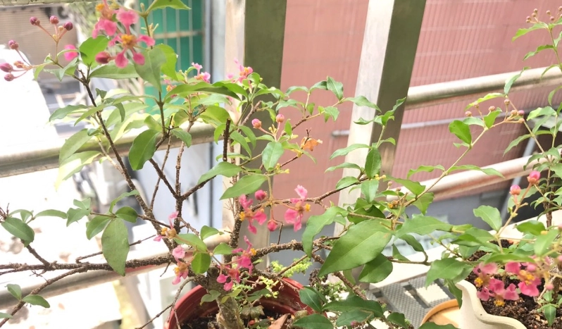 福祿桐 開花 原因