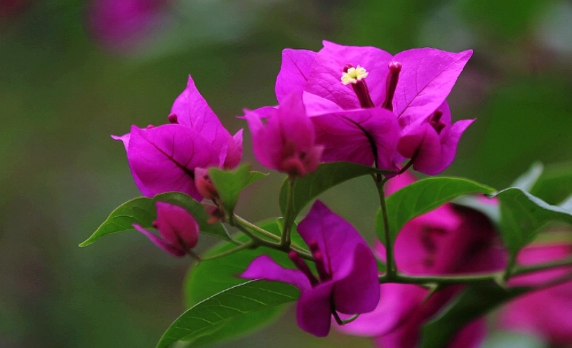 九重葛開花條件