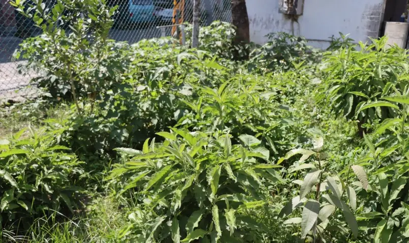 大風草艾草哪裡買