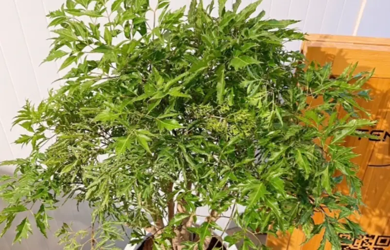 福祿桐造型技巧 福祿桐造型技巧