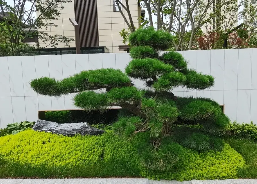 黑松種植技巧 黑松種植技巧