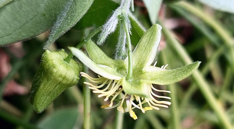 西番蓮栽培 西番蓮栽培