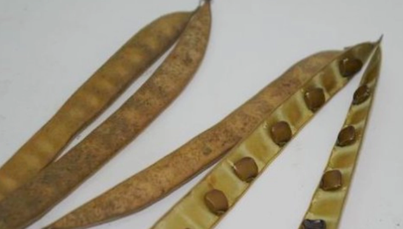 洋紫荊種子種植