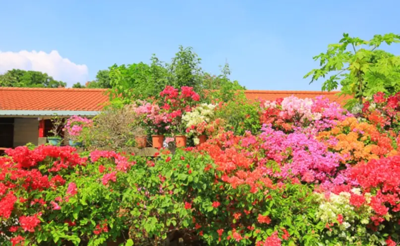 九重葛開花條件