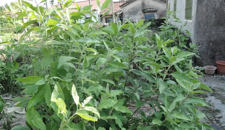 從選種到採收：台灣大風草種植完整指南，解決新手三大痛點