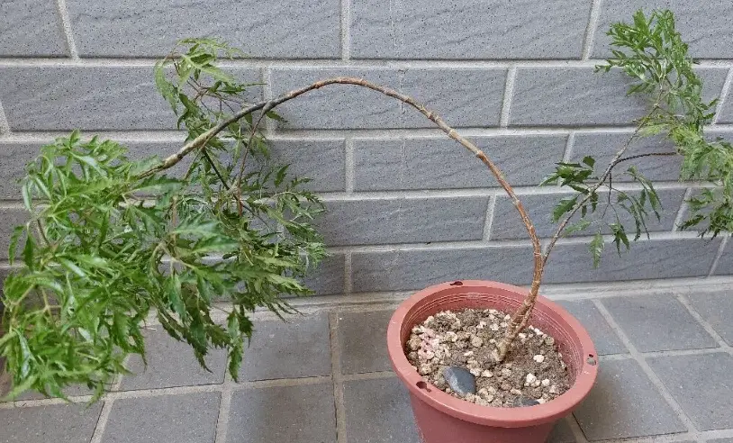 室內植物修剪指南 室內植物修剪指南