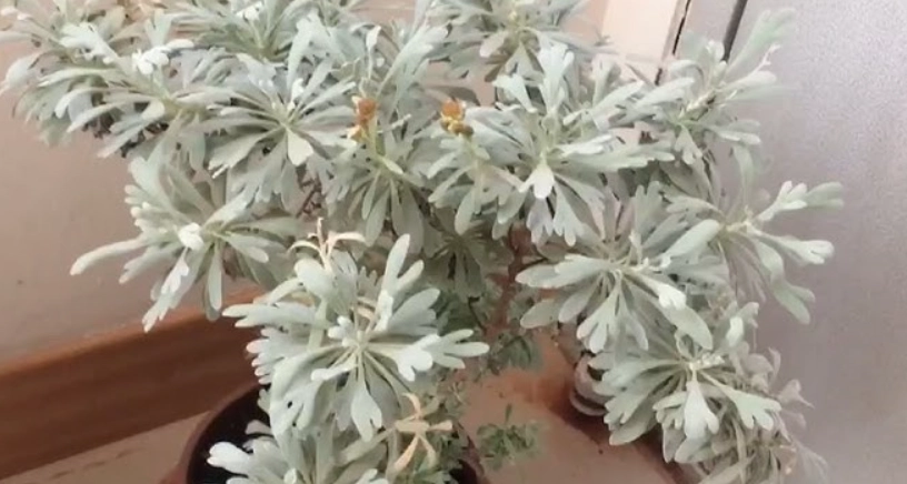 芙蓉草盆栽 芙蓉草盆栽