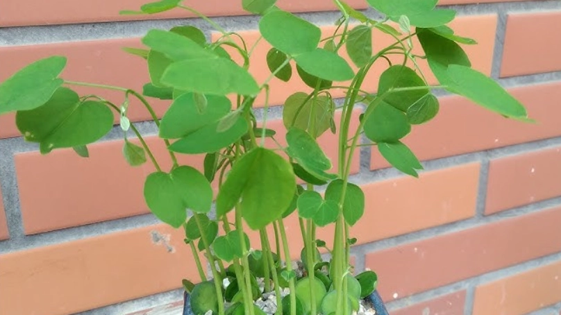 洋紫荊種子處理