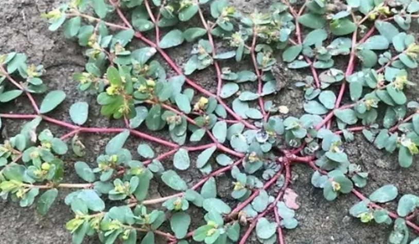 地錦草皮膚護理