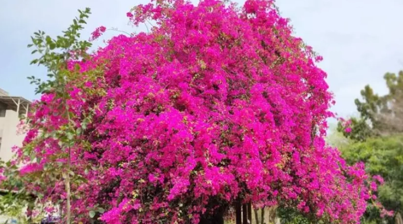 九重葛開花條件
