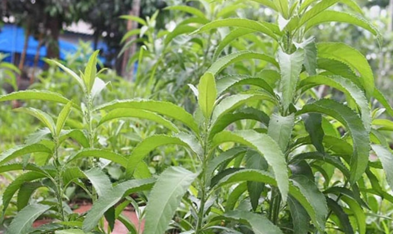 大風草艾草使用方法