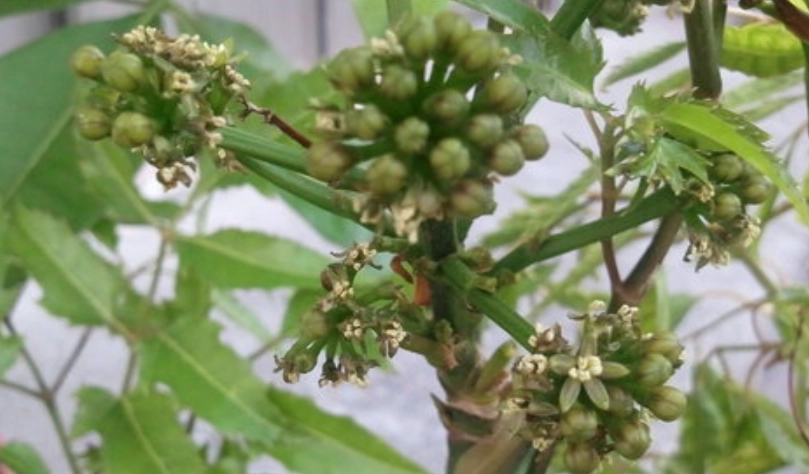 福祿桐 開花 原因