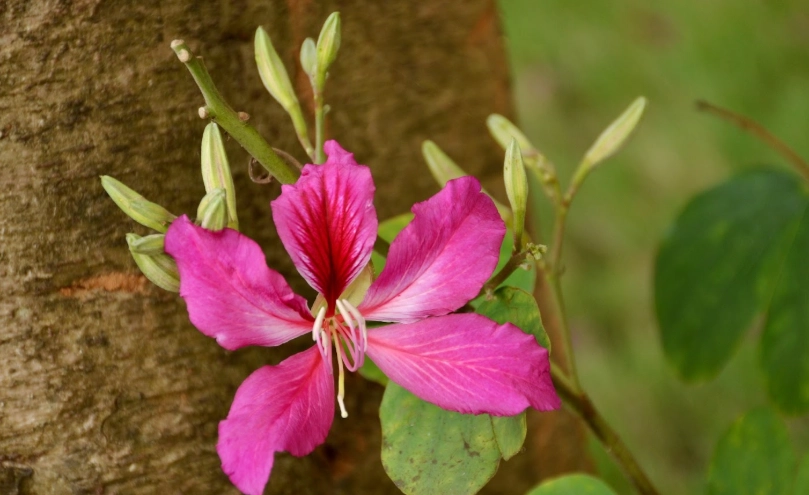 洋紫荊 照顧 方法